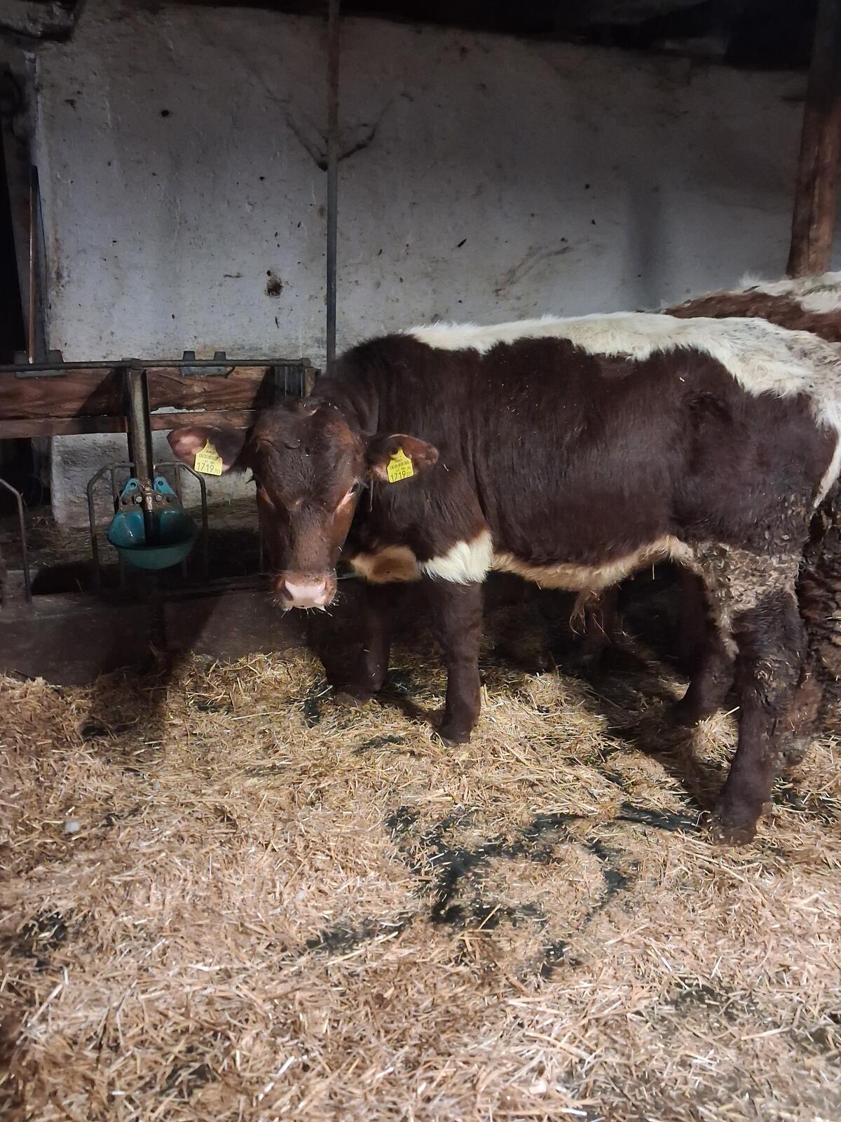 Pinzgauer Stierkalb zu verkaufen 1