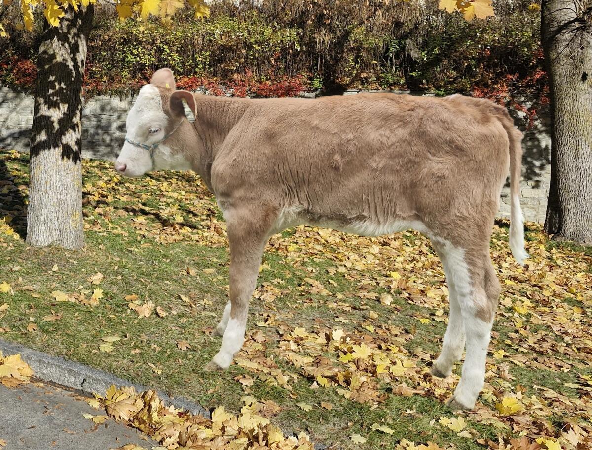 Fleckviehzuchtkalb zu verkaufen, genetisch hornlos 1