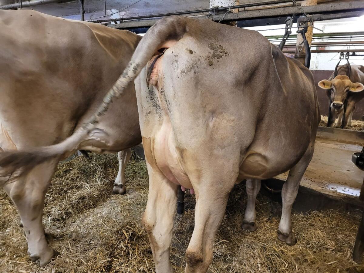 Brown Swiss Erstlingskuh 1