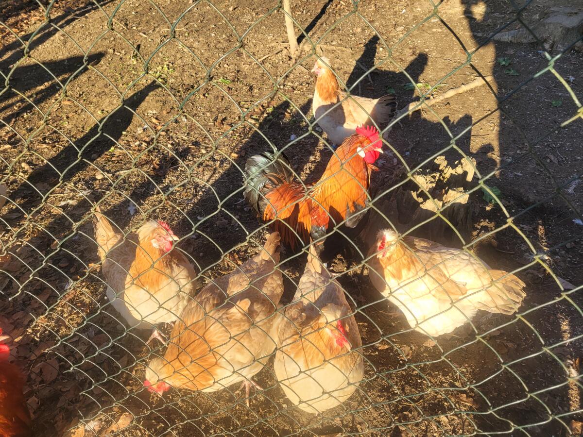 Sulmtaler Junghennen 1