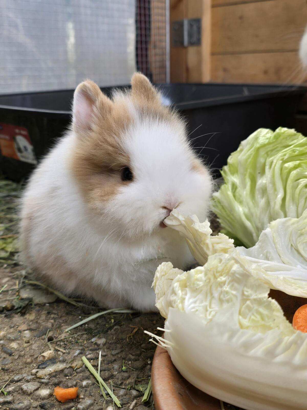 Junge Löwenkopf Zwergkaninchen 1
