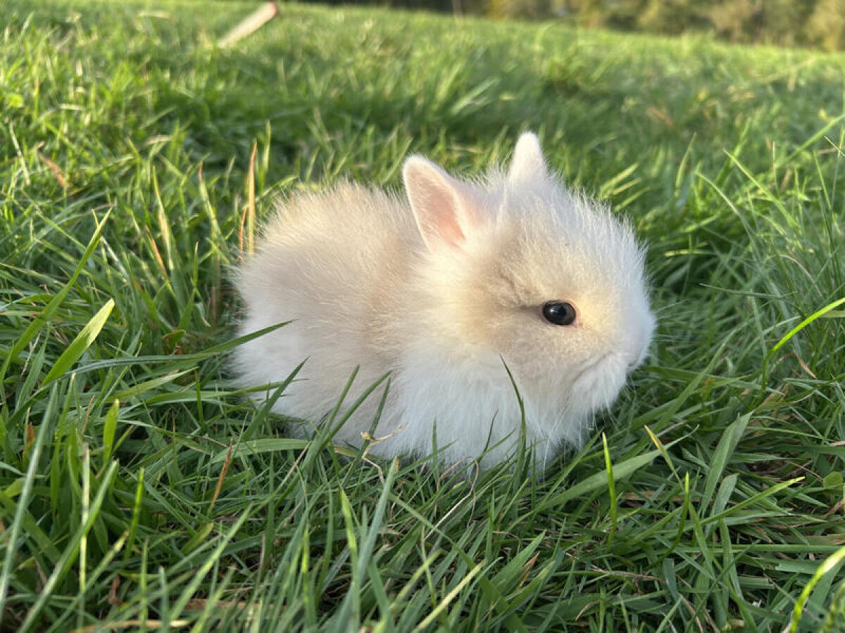 Kleinbleibende Teddyzwerge und Löwenköpfchen Männchen 2