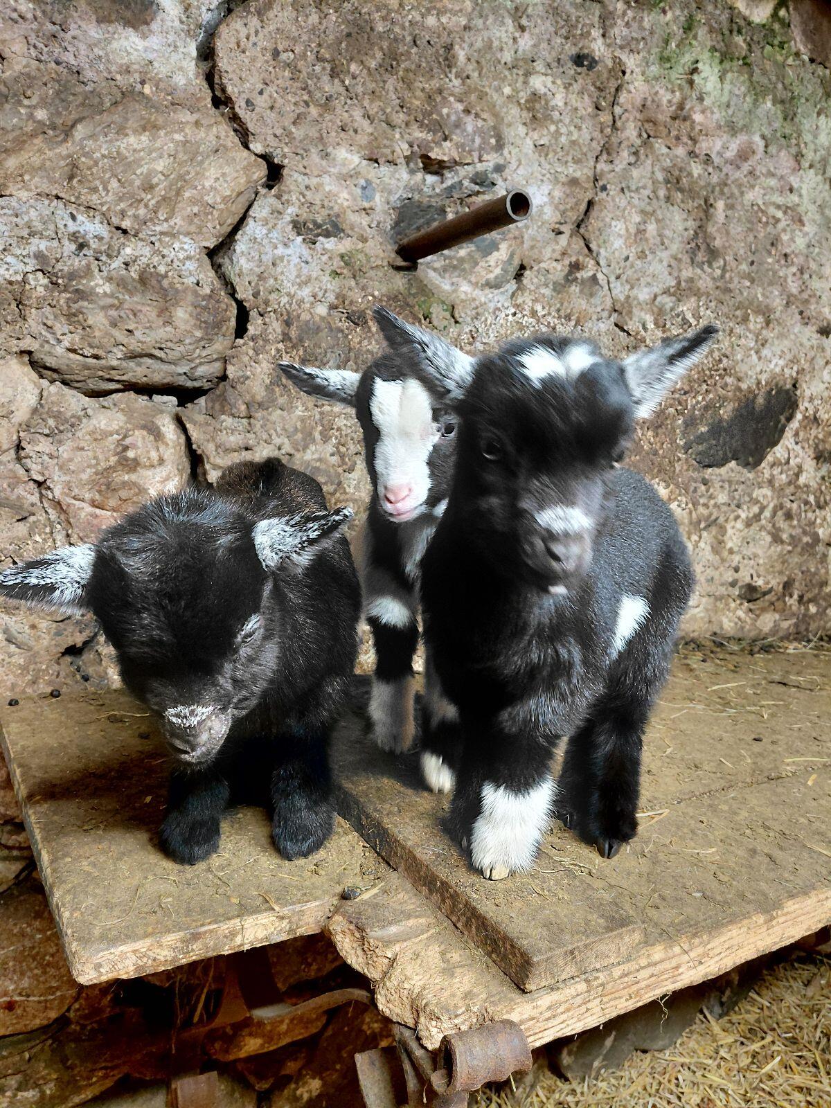 Zwergziegen 3