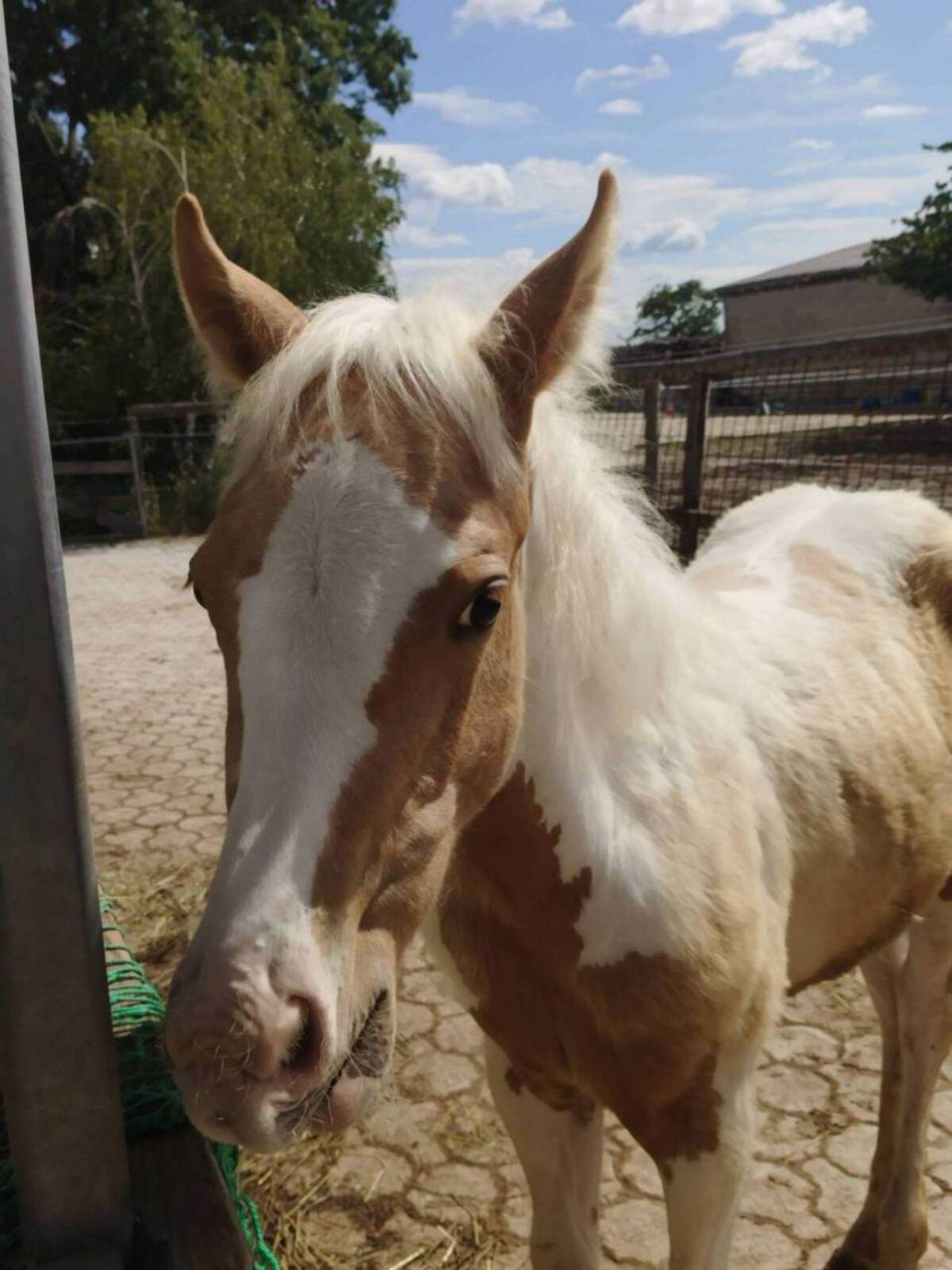 Paint Horse - Stute 3