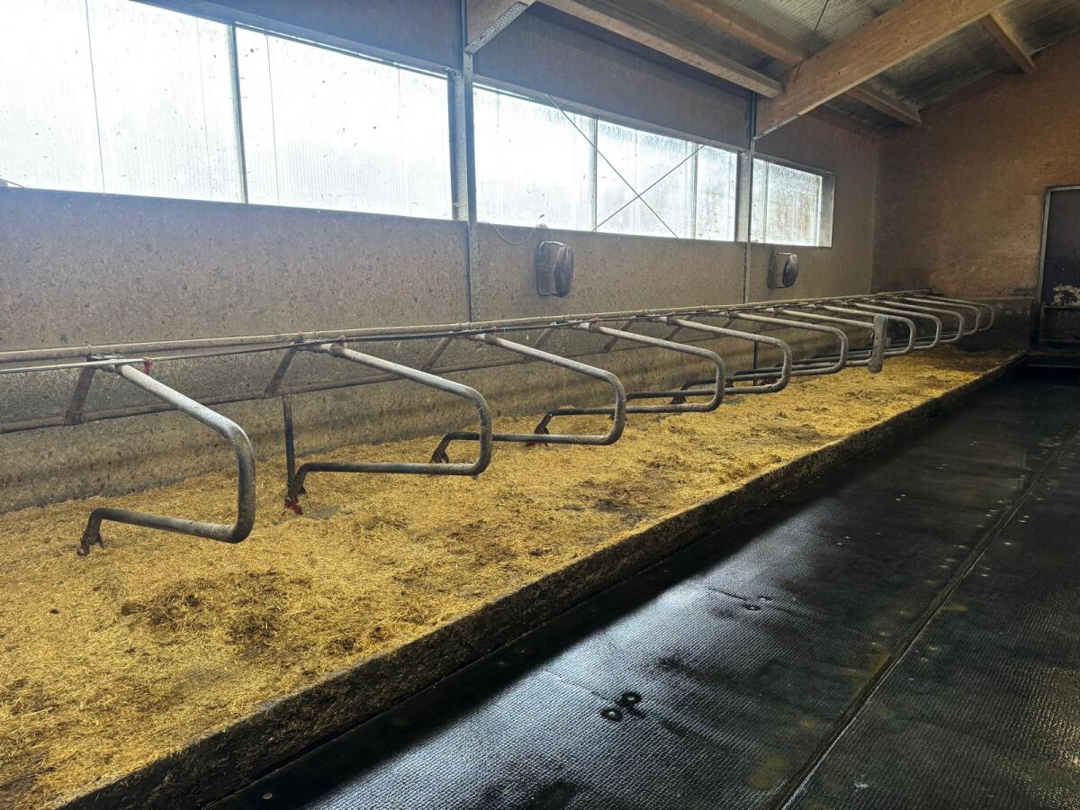 Aufstallung Rinder 2