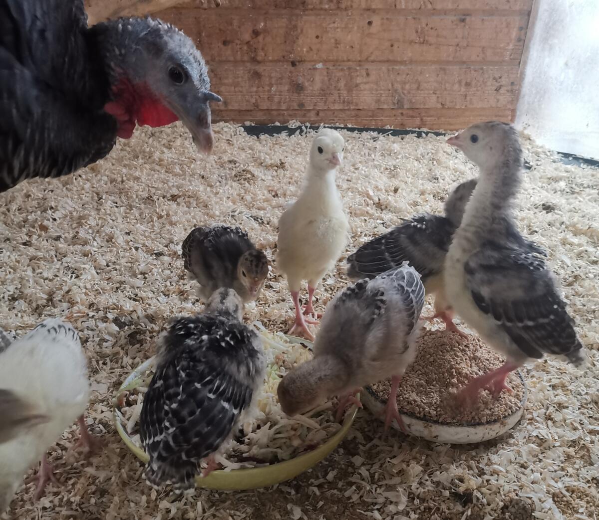 Puten und Putenküken abzugeben 2