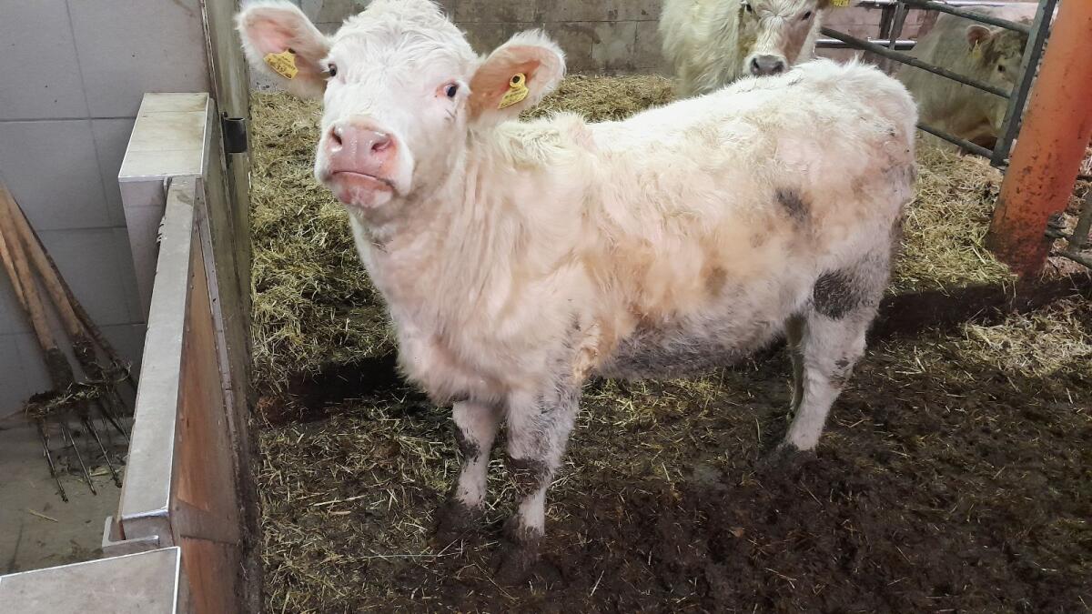 BIO Charolais Kalbin 2