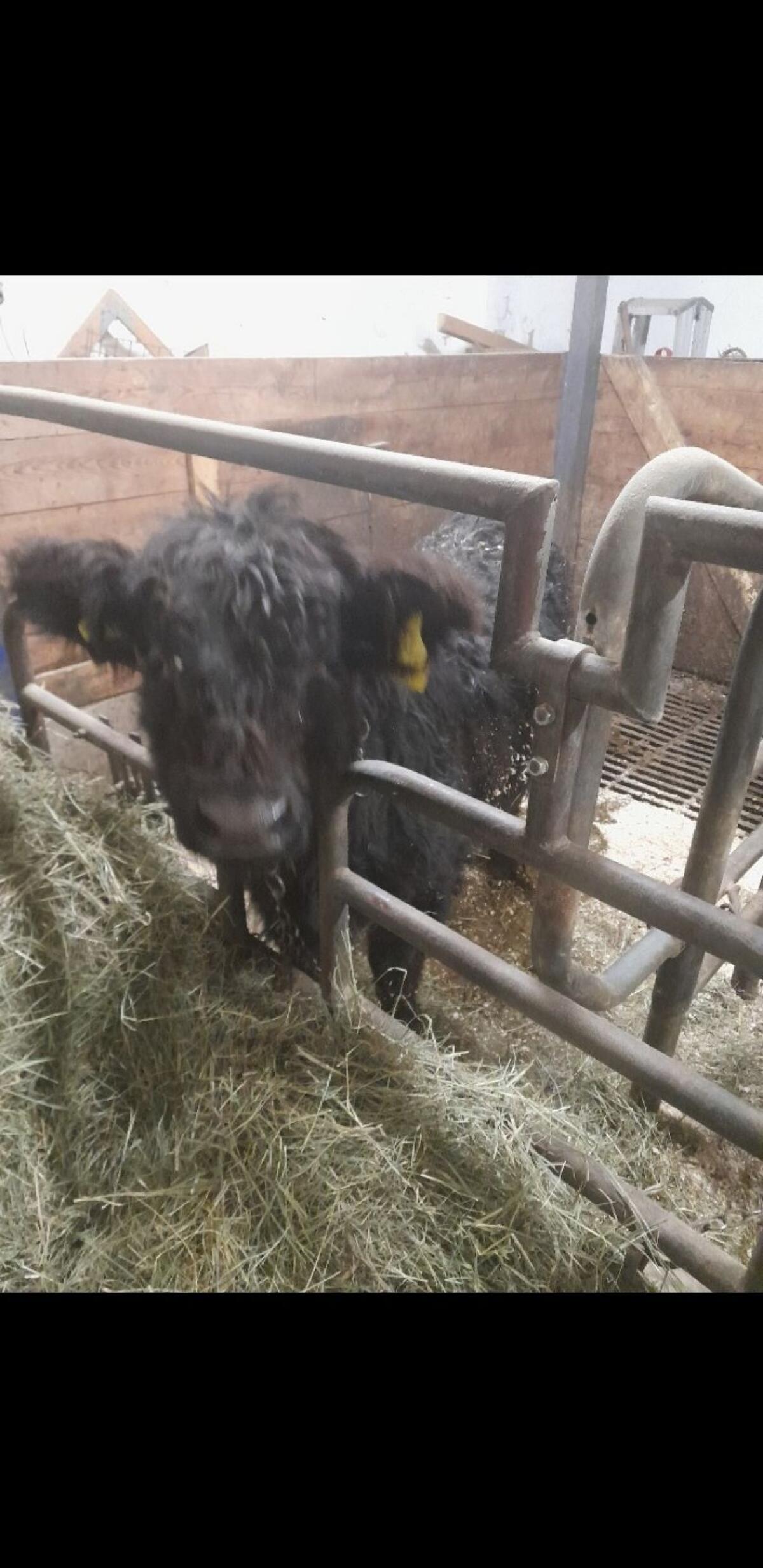 Junger Galloway Stier 3