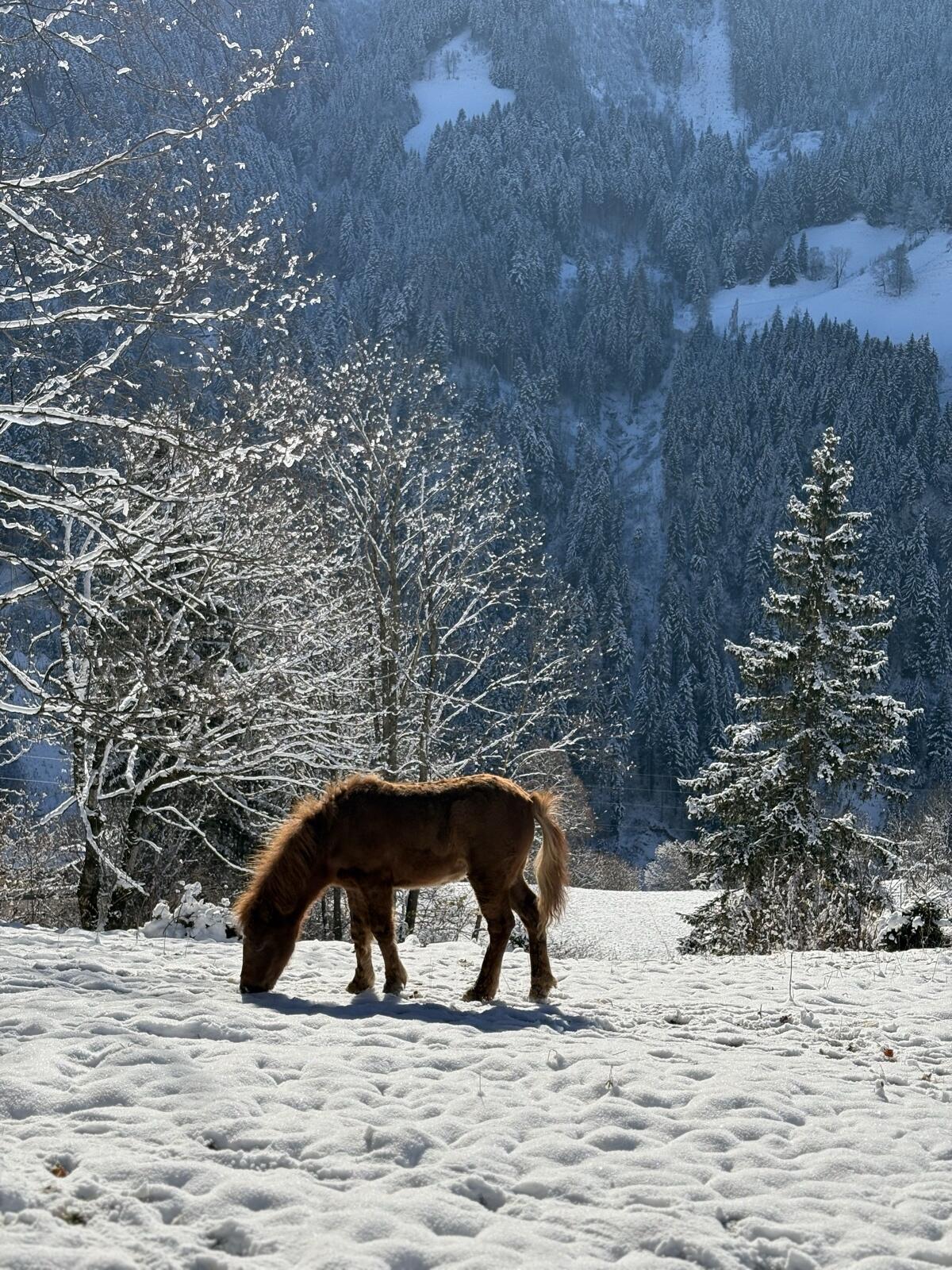 Fohlen Pony Welsh Mix 1