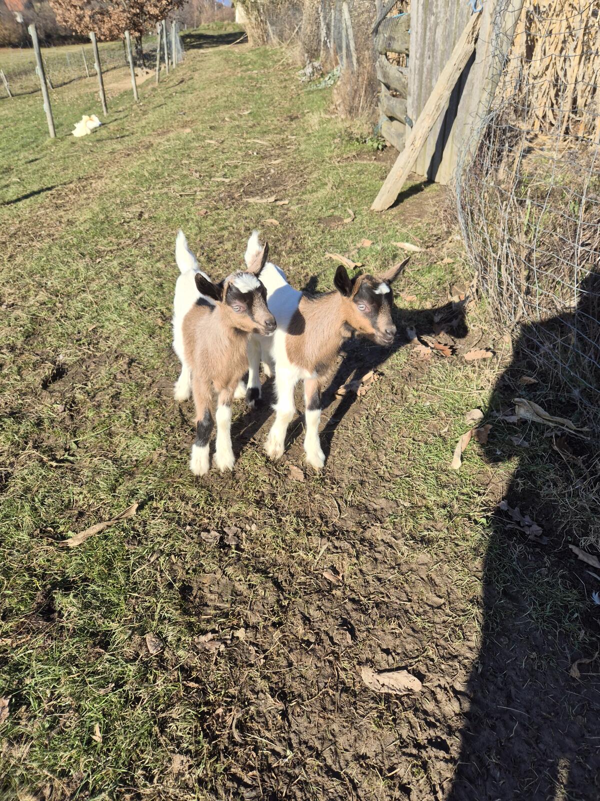 Steirerschecken abzugeben 2