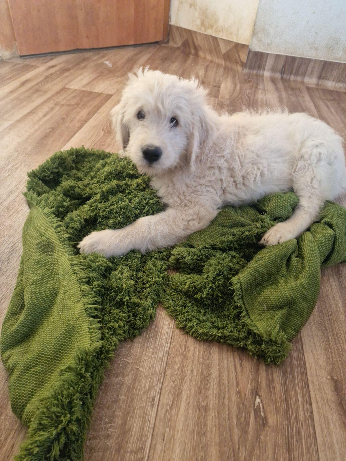 Golden Doodle F1b auszugsbereit! 3