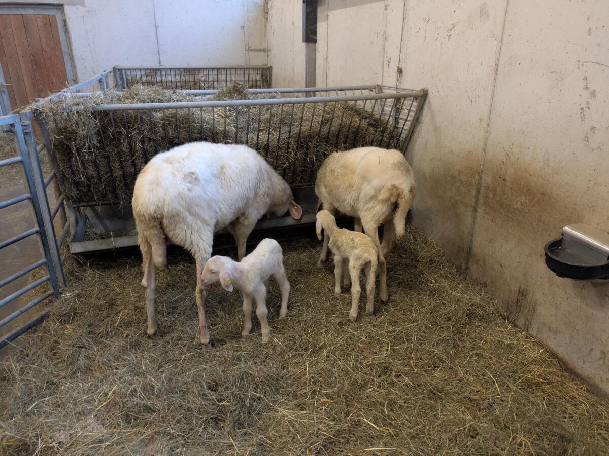 Tiroler Bergschafe zu verkaufen! 3