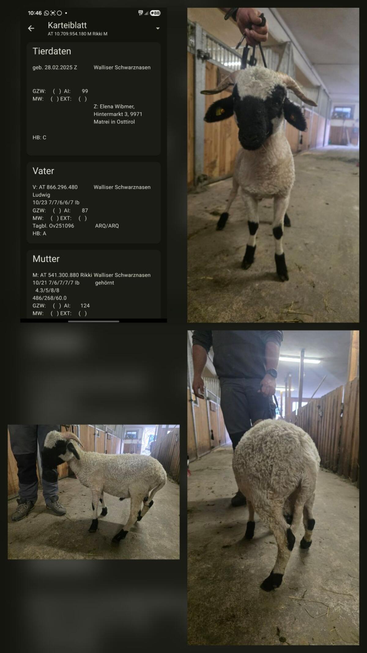 2 HB fähige Walliser Schwarznasenwidder 1