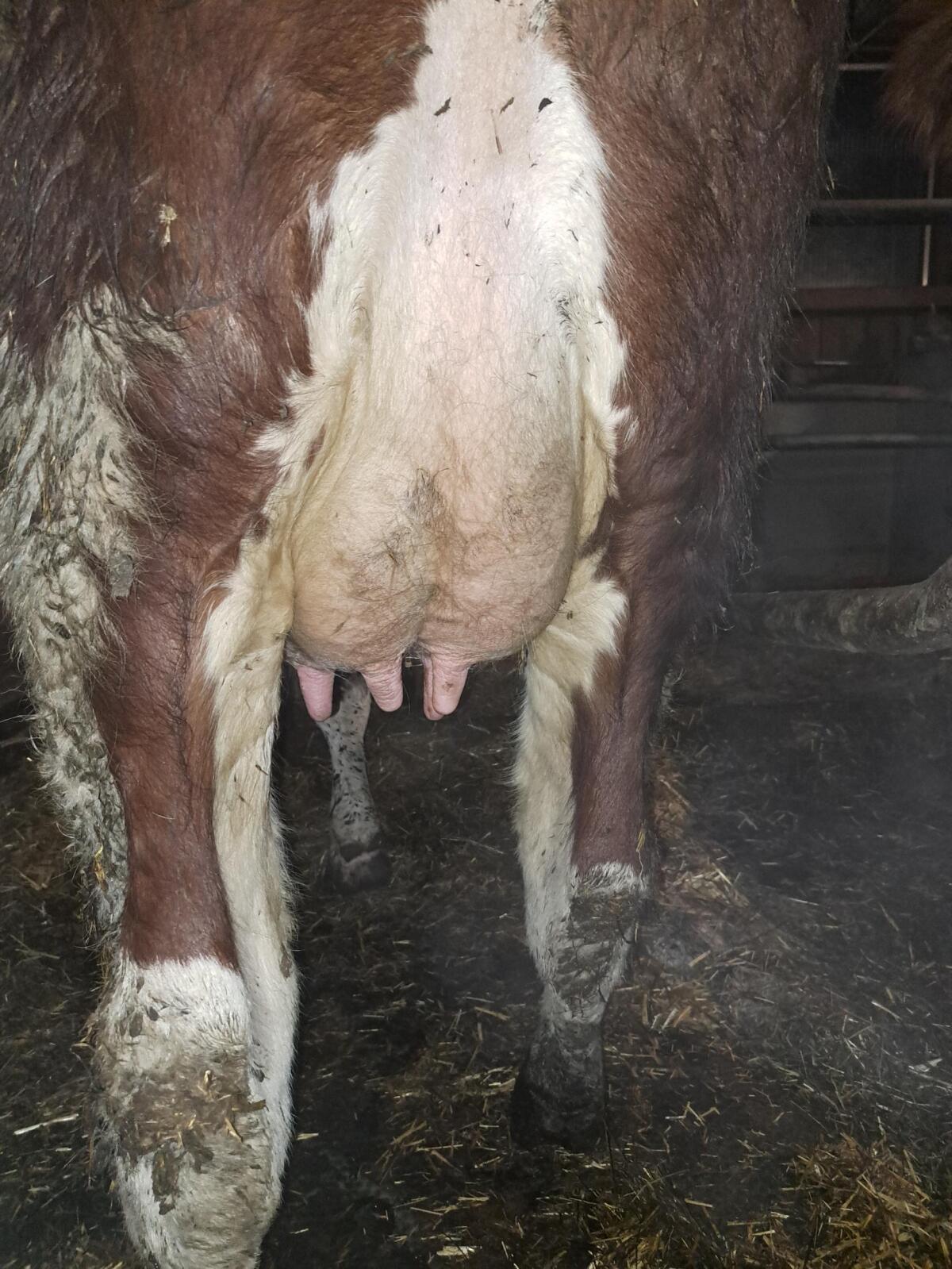 Bio Ammenkuh mit Stierkalb 3