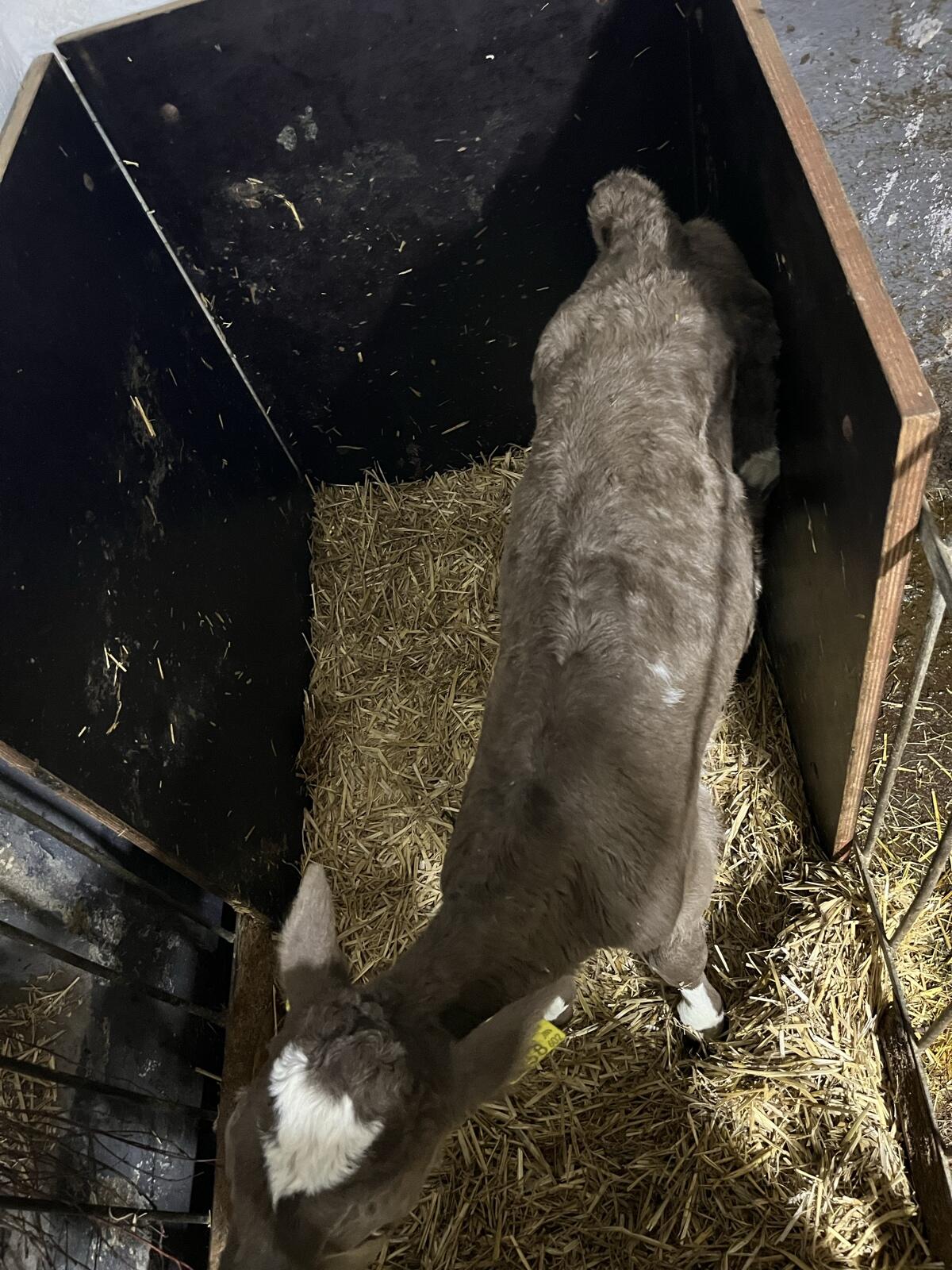 Holstein x Jersey Kreuzungskalb 2