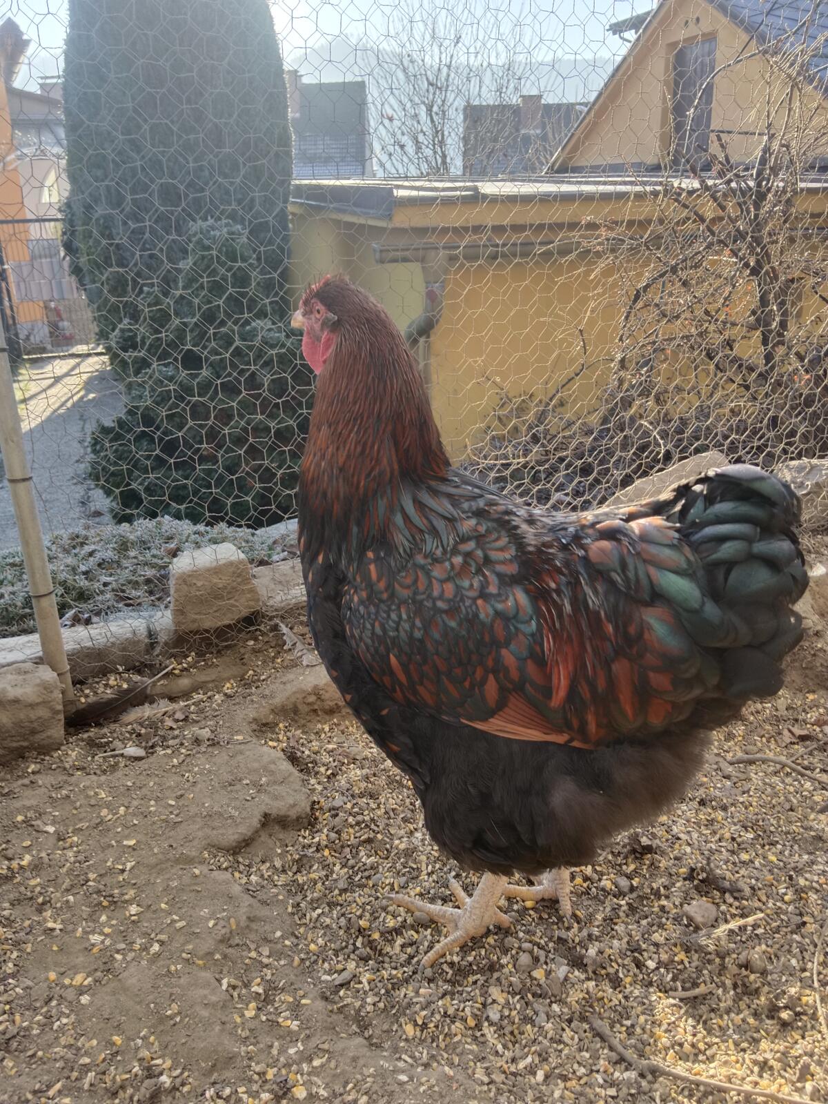 Wyandotten Hahn 2