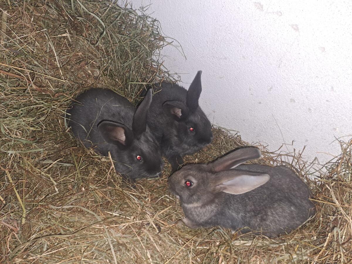 Hasen, Fleischhasen, Kaninchen 1