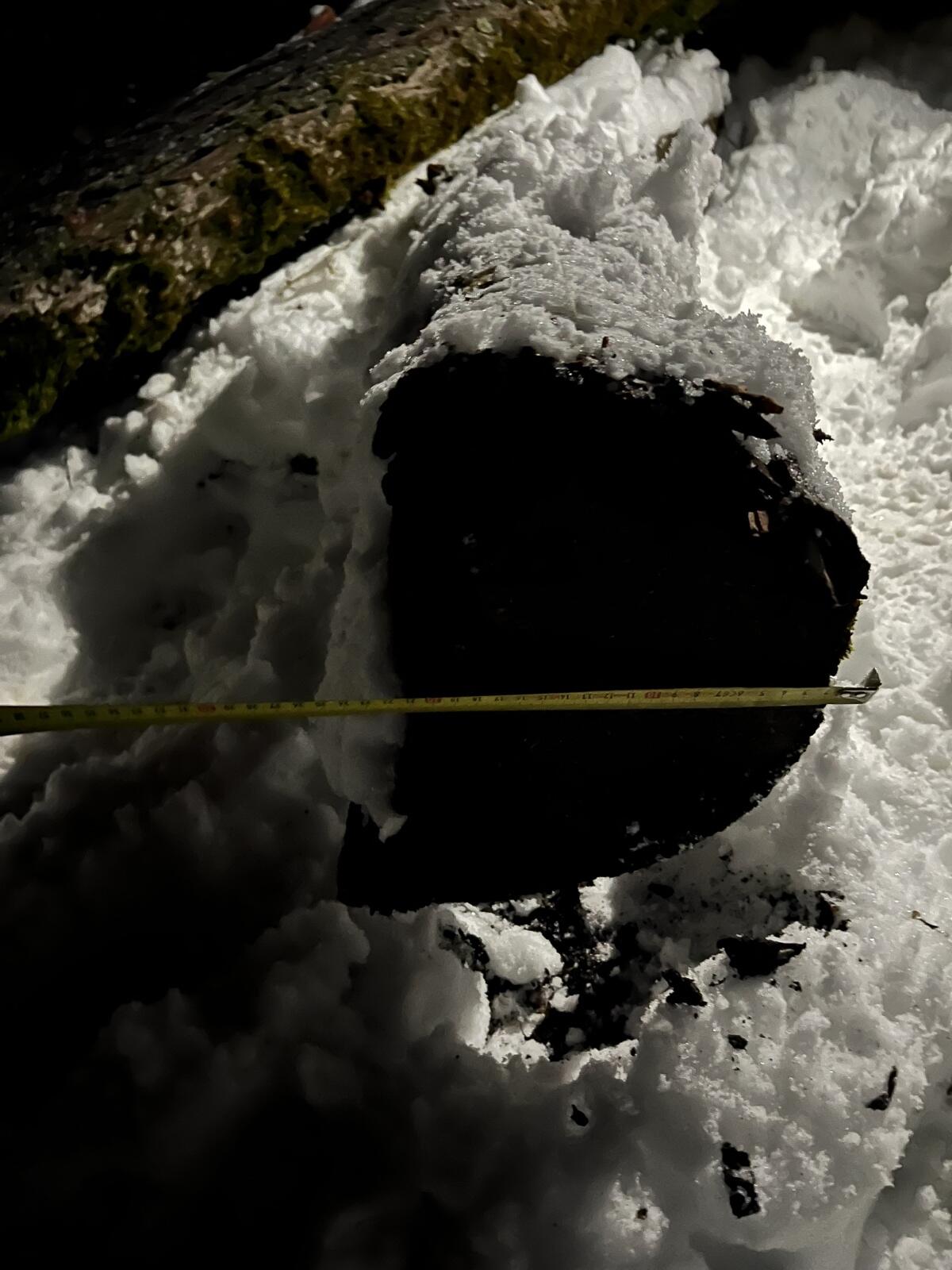 Vogelbeerbaum Stamm 2