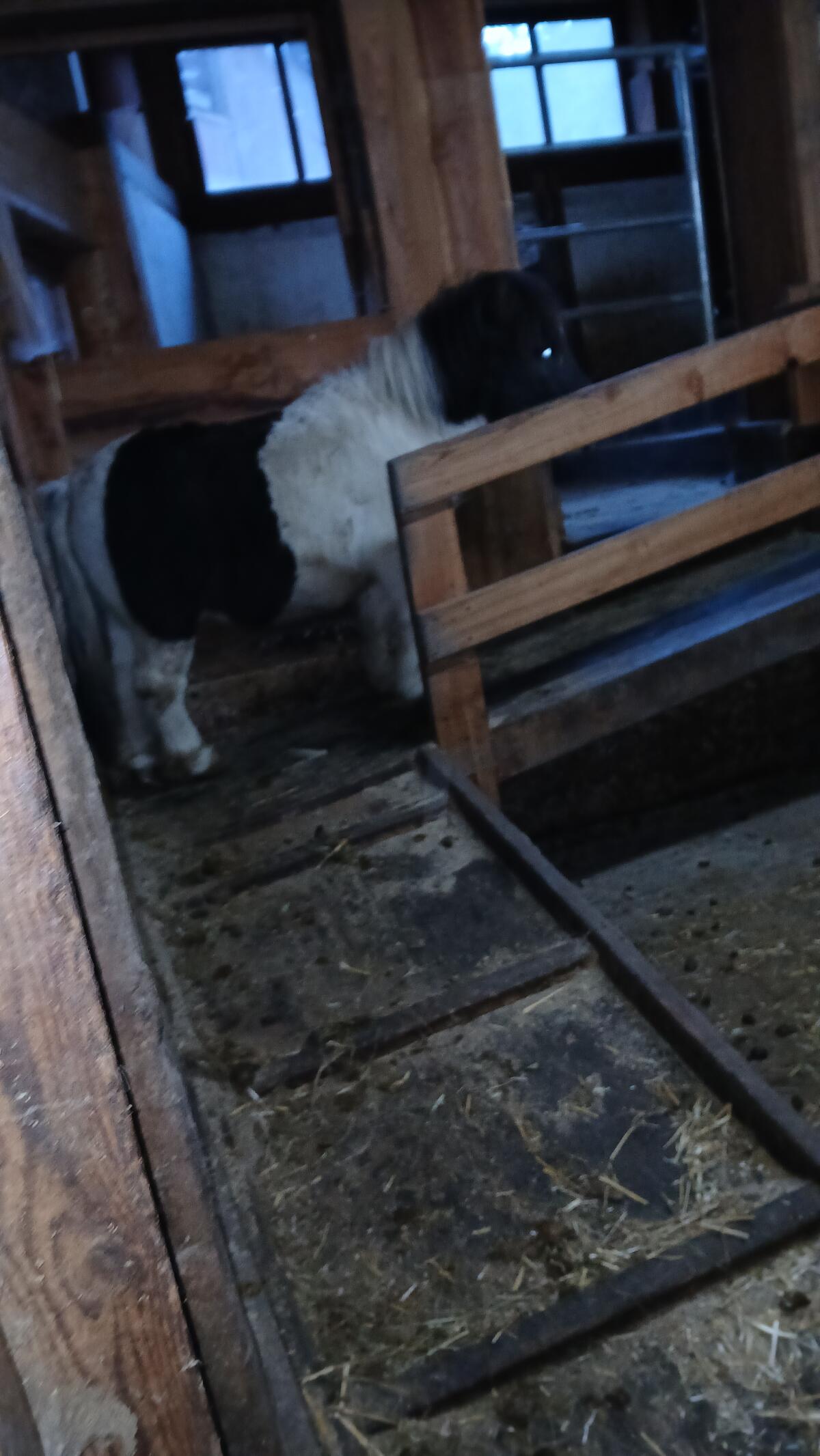 Minishettland-Ponyhengst 2