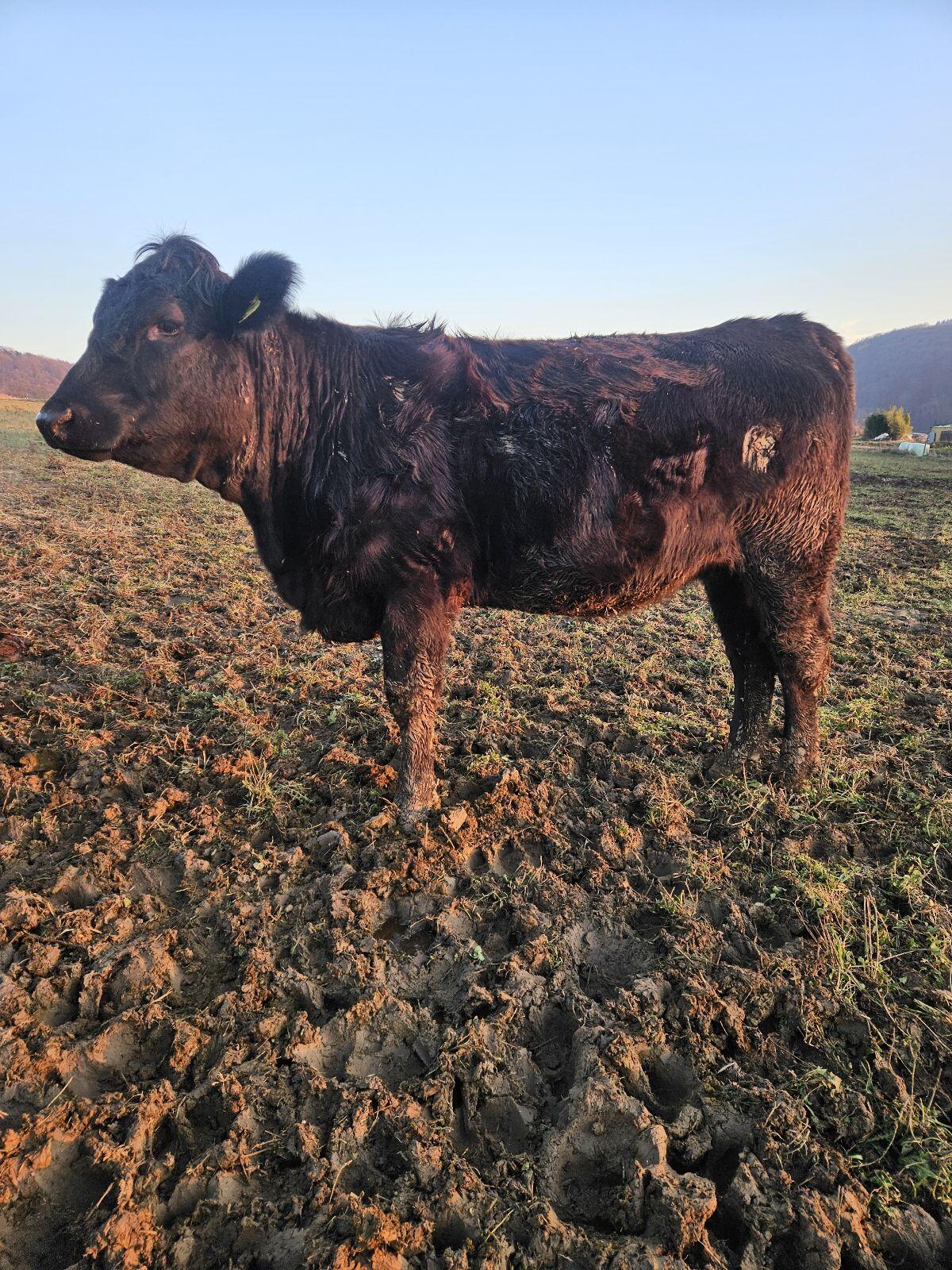 Verkaufe BIO Angus Kalbinnen 2