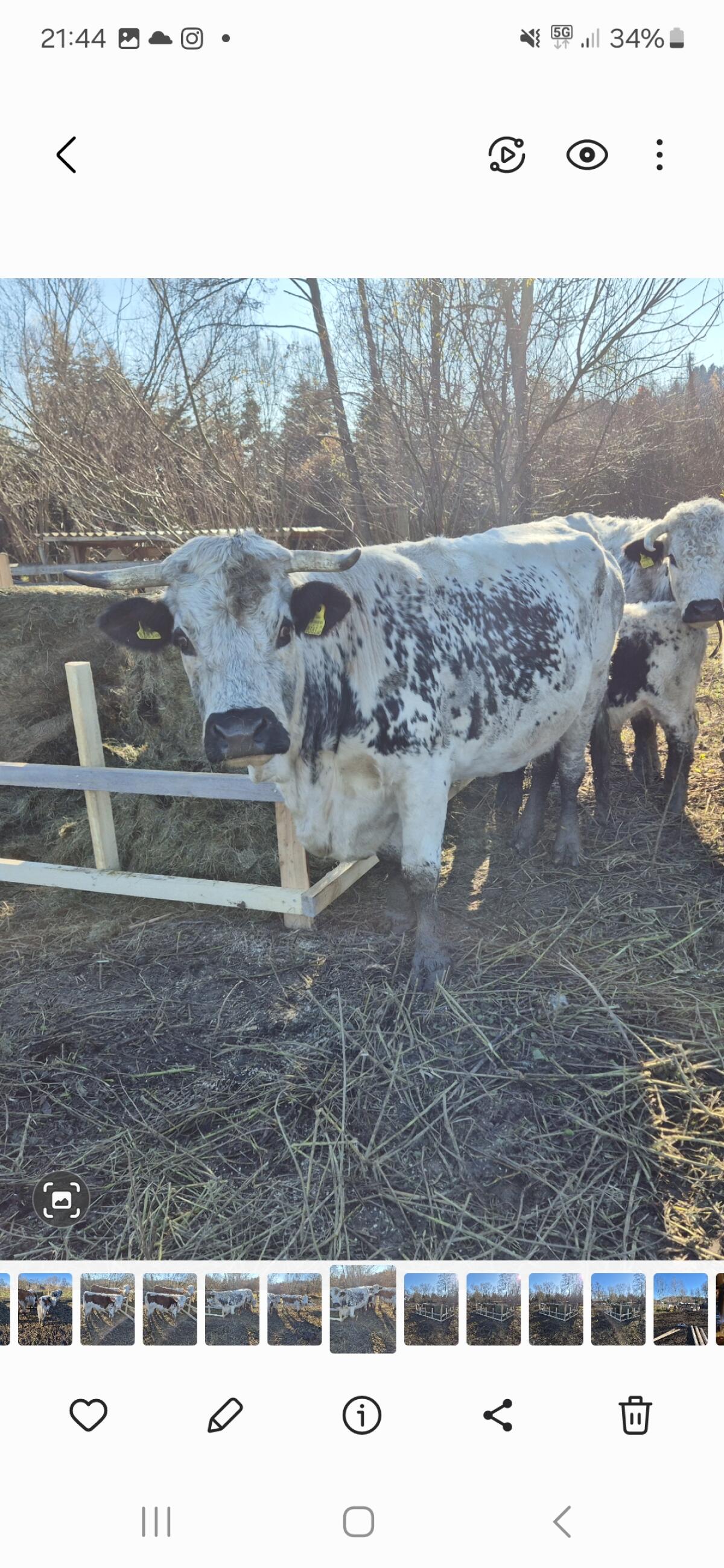 Kühe mit Kälbern 2