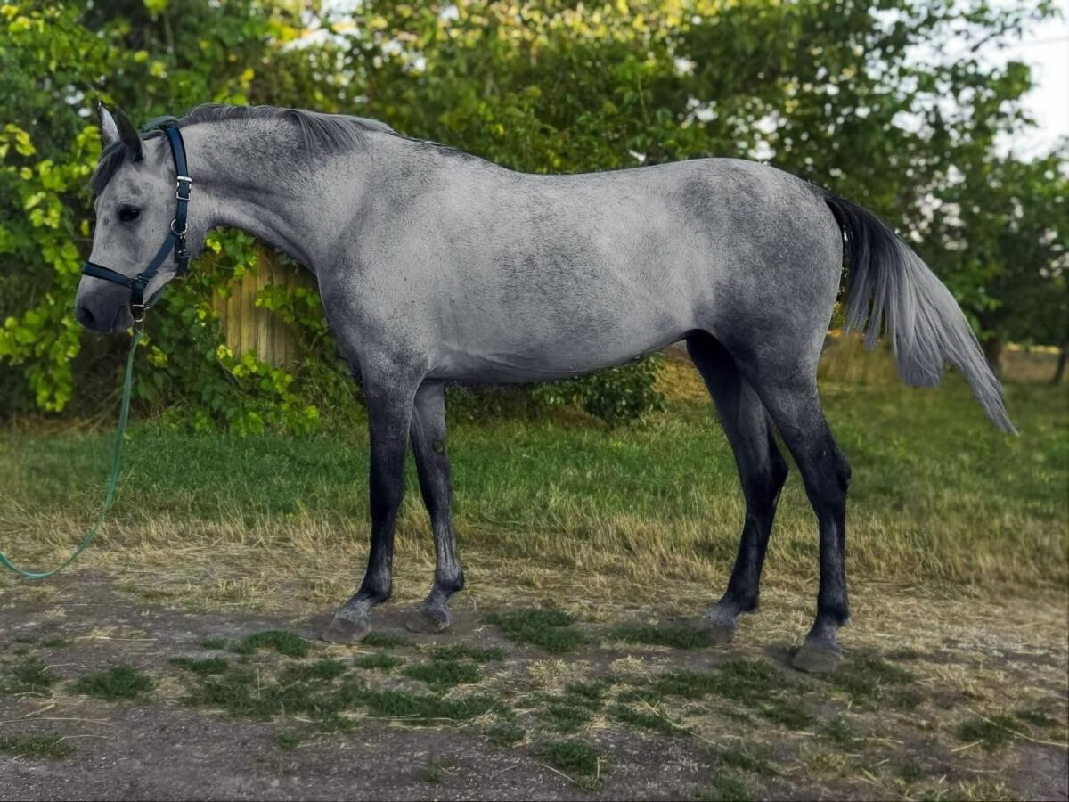 5-jährige Stute zu verkaufen 1