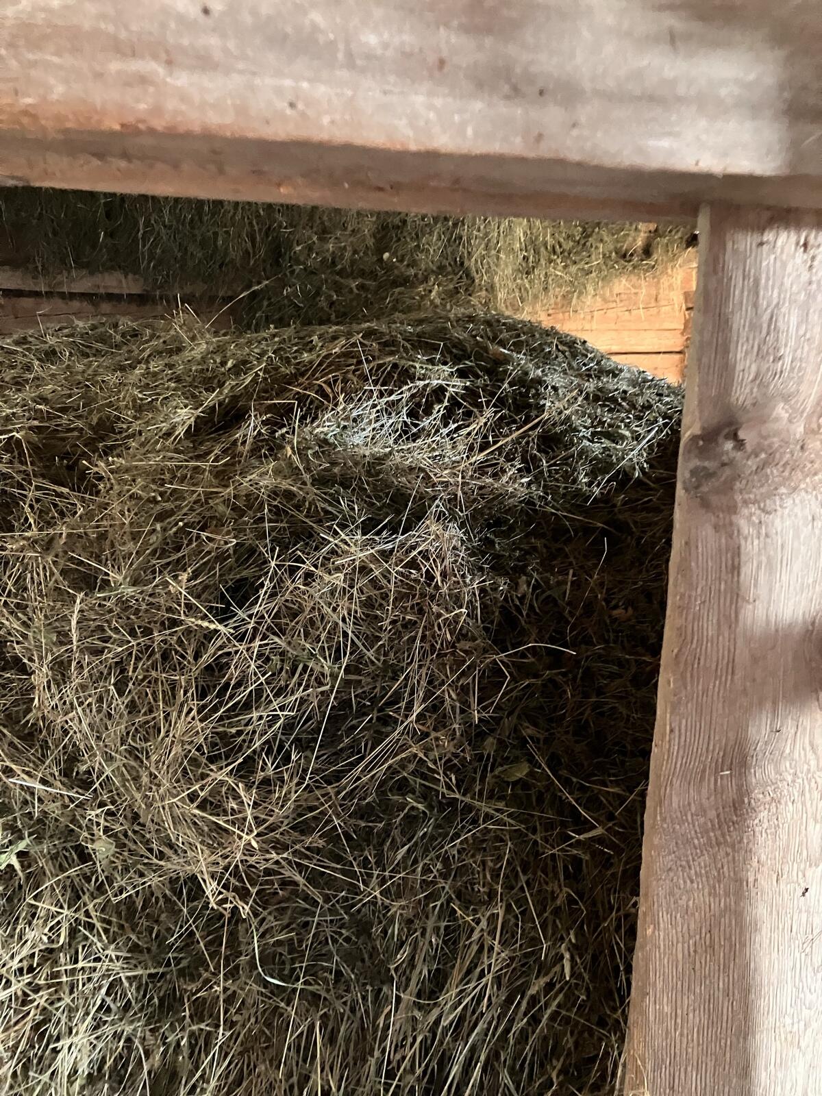 Heu zu verkaufen! 1