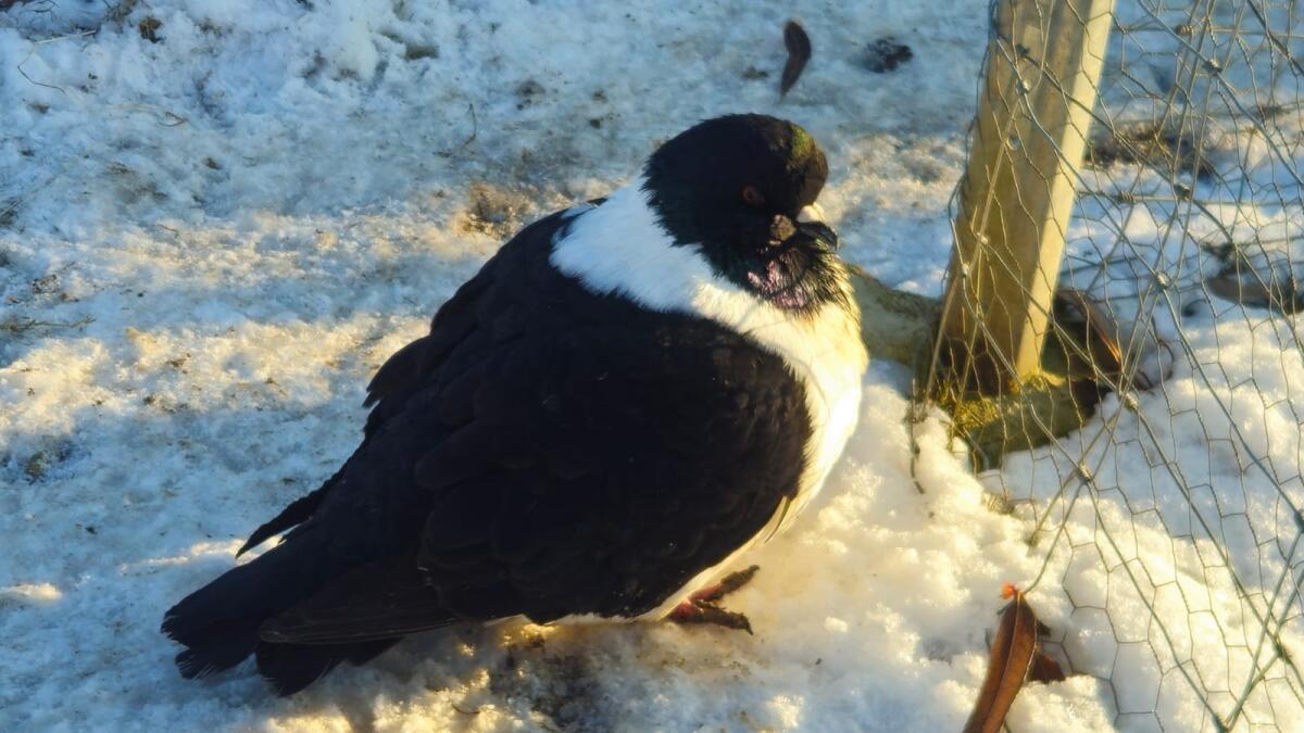 1A Strasser Taube, sehr groß 1