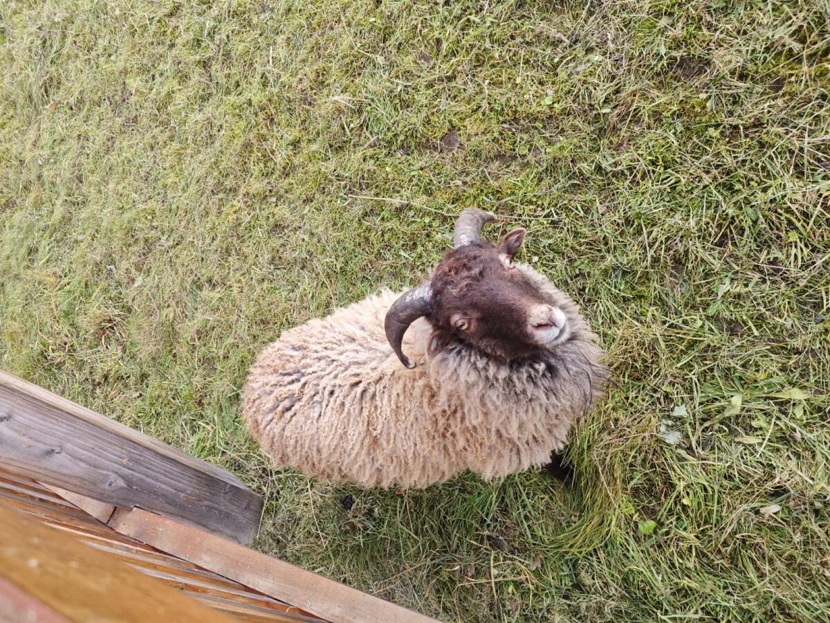 Quessant Zwergschafwitter 2