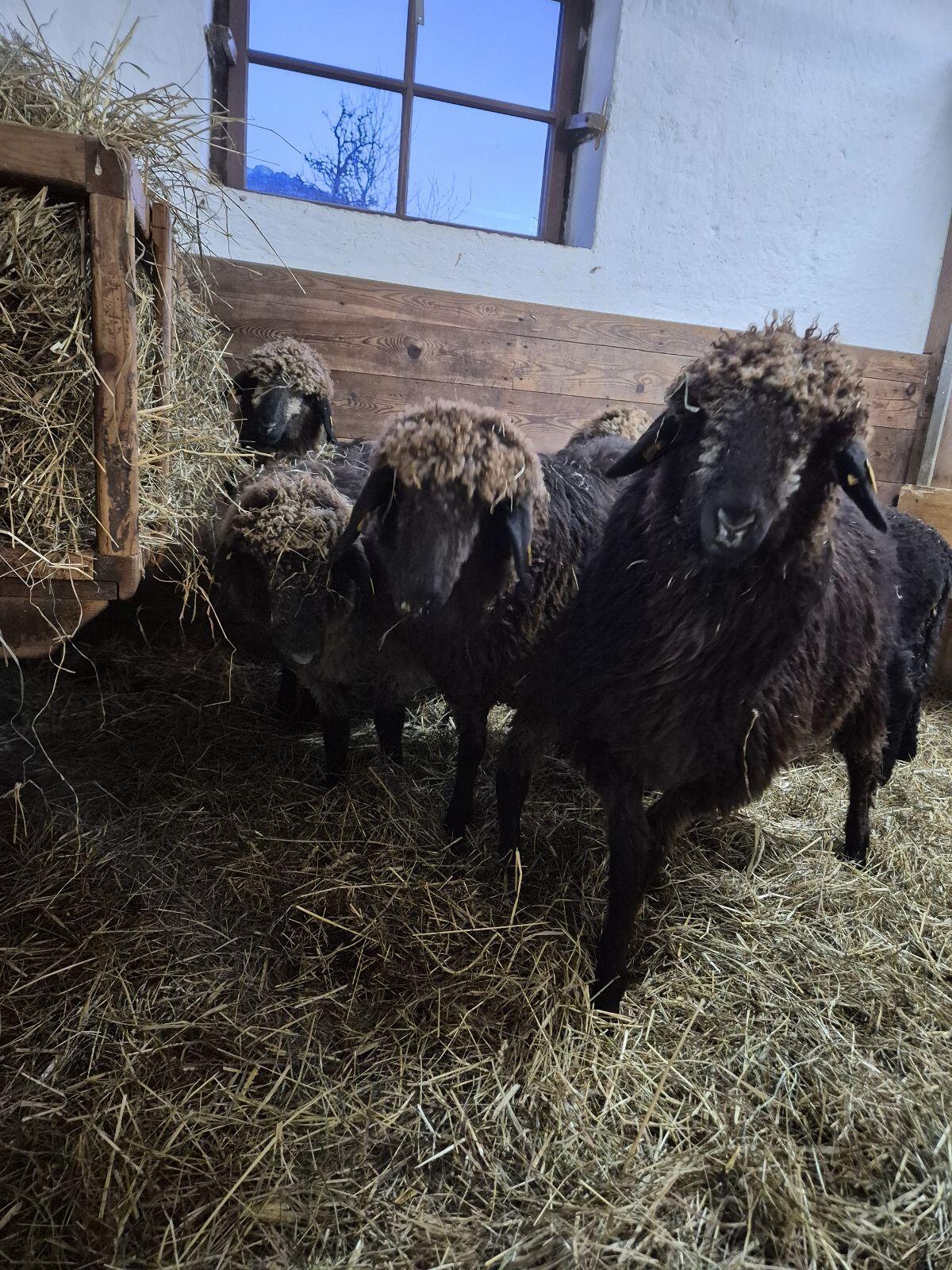 Tiroler Steinschaf BIO 3