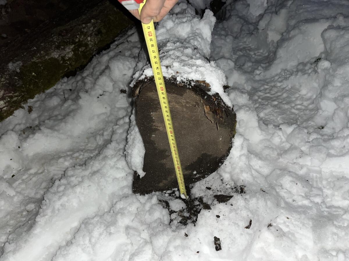 Vogelbeerbaum Stamm 1