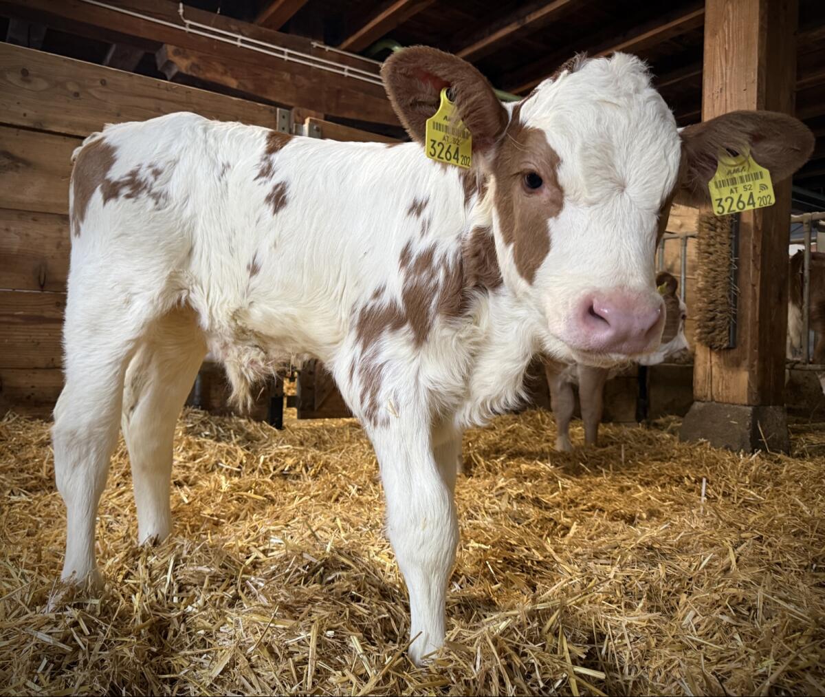 Bio FV Stierkalb (gen. hornlos) 1