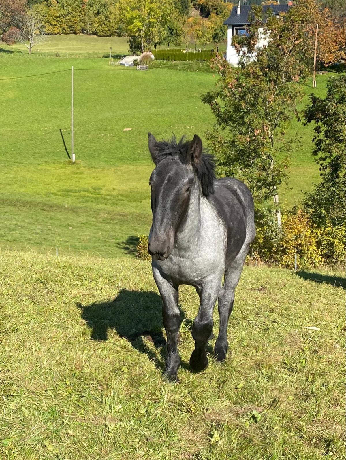 Noriker Hengst Fohlen 2