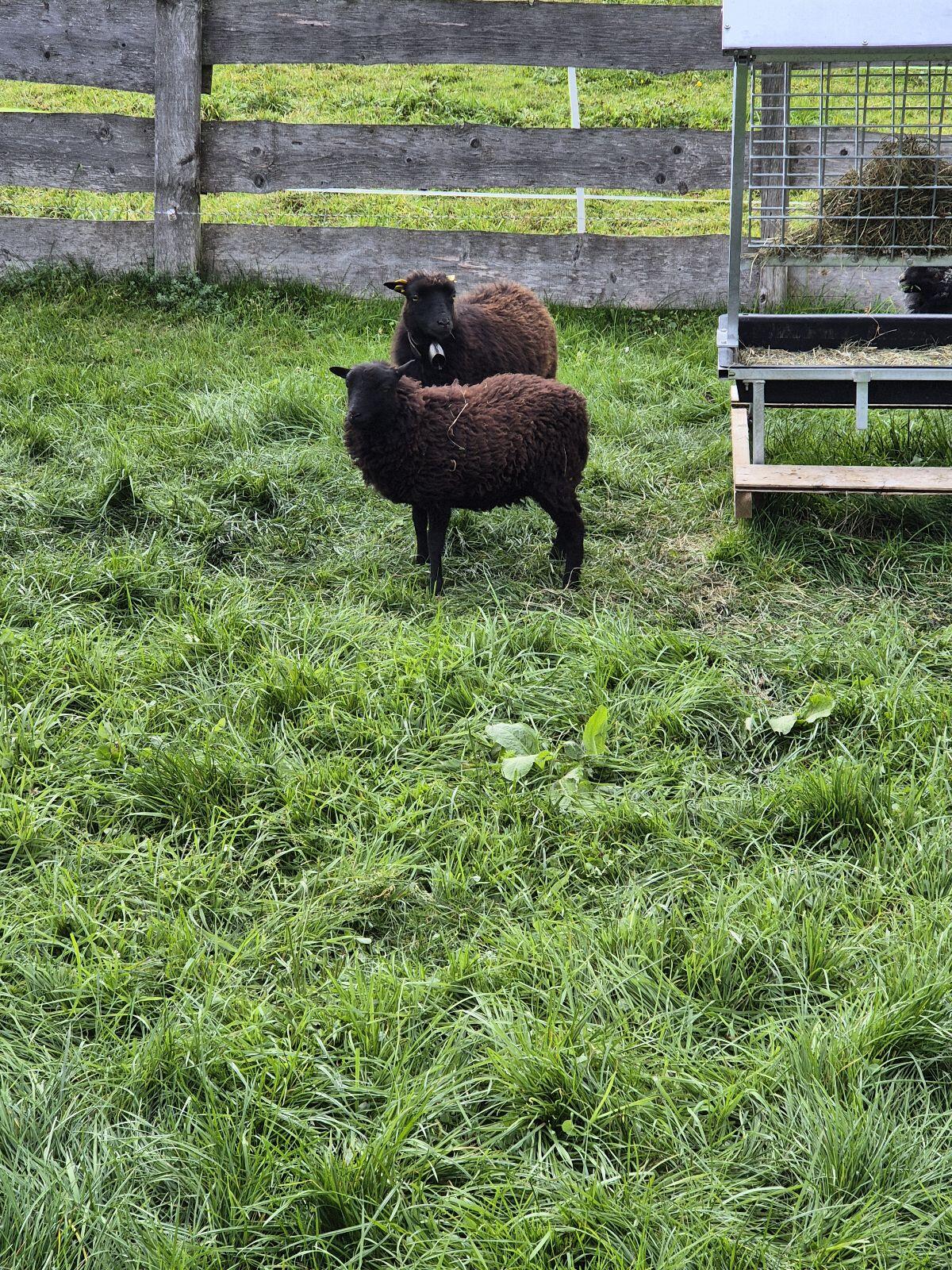 Zwergschafe, Ouessant 2