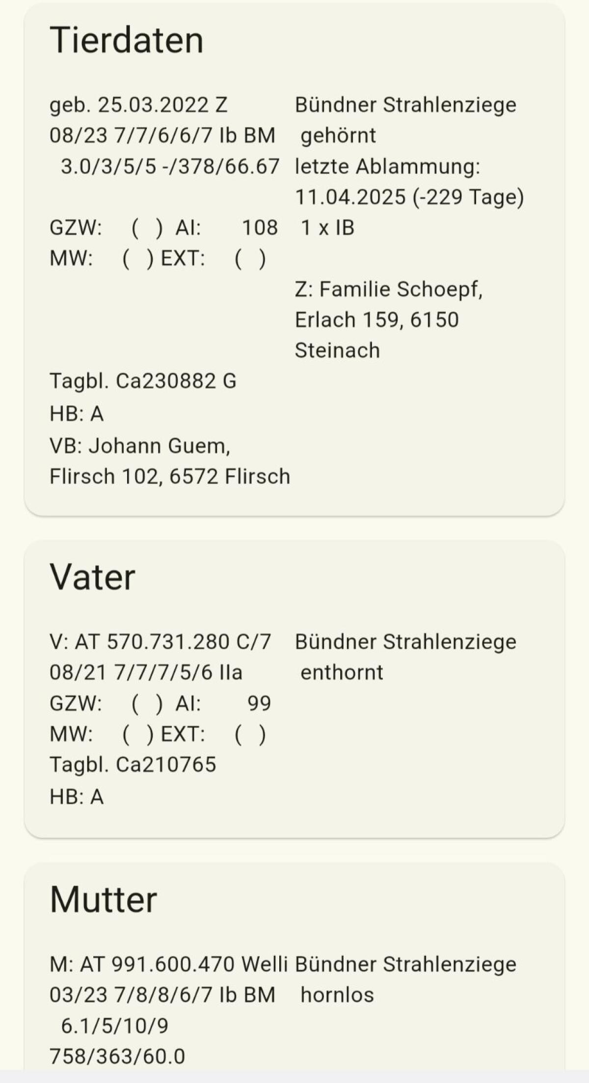Bündner Strahlenziegen BM zu verkaufen 2