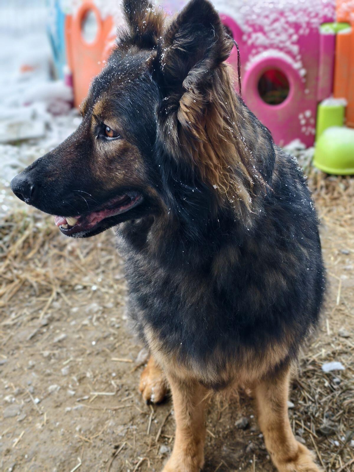 Altdeutscher Schäferhund 3