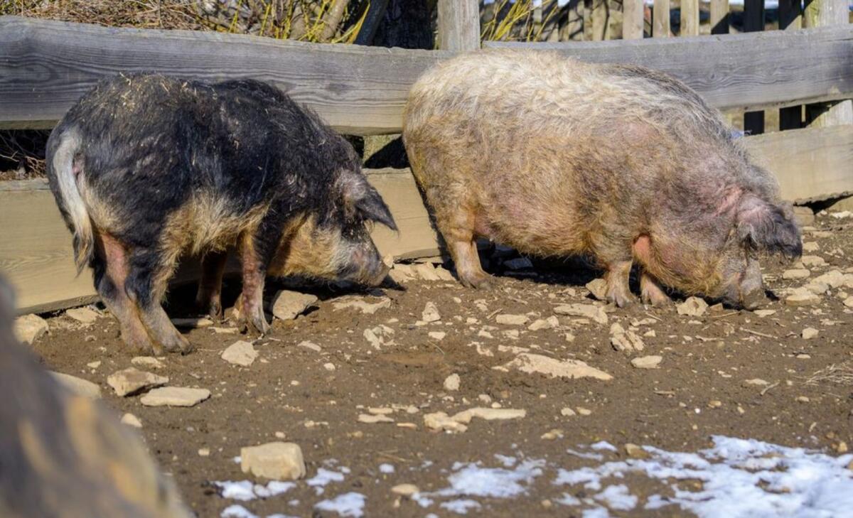 Mangalica Wollschweine 1