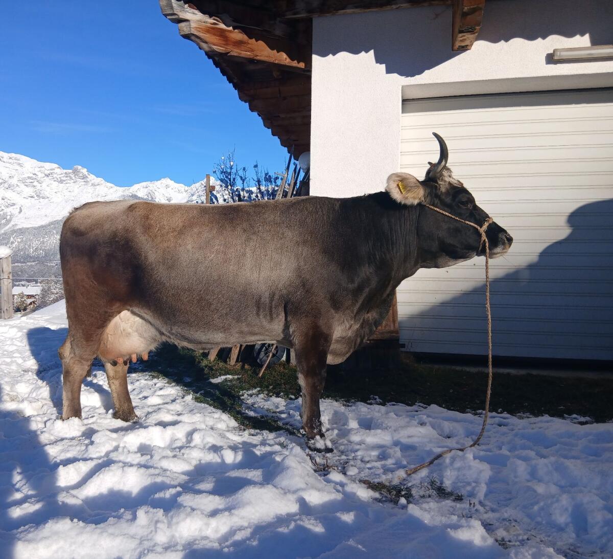 Tiroler Grauviehkuh zu verkaufen 2