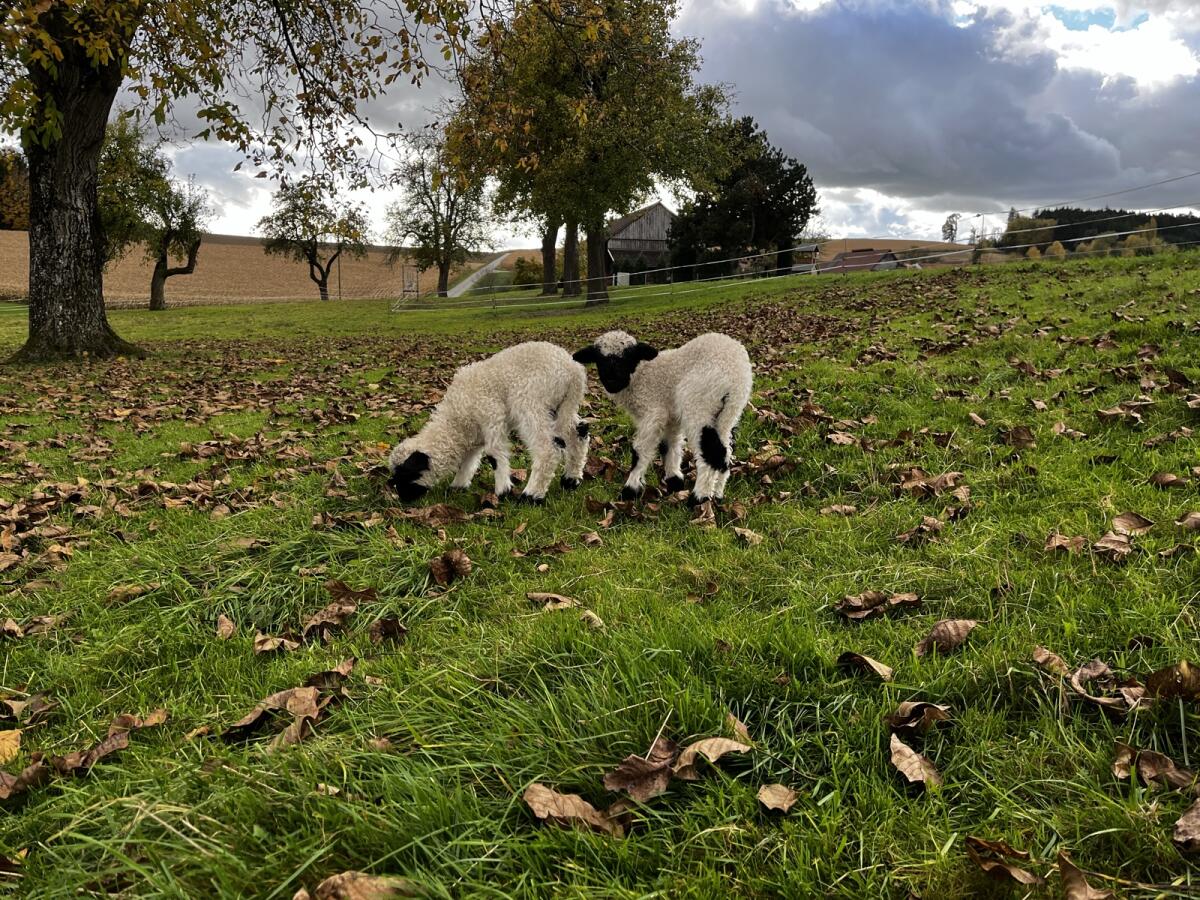 2 Walliser Schwarznasenschafe 2