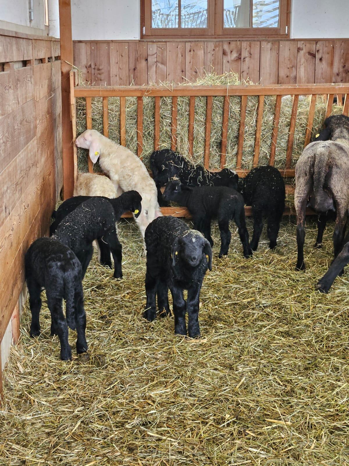 Aue/Ebe mit 1–2 Jungtieren abzugeben 2