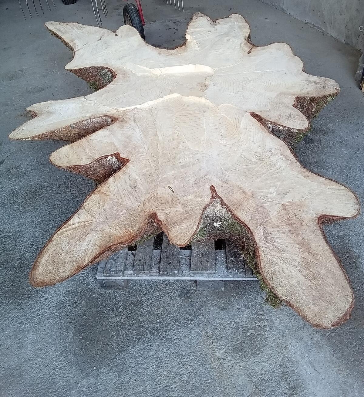 Jumbo Wurzelscheibe Tisch 1