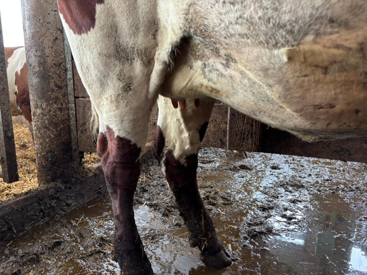 Verkaufe Bio Pinzgauer x RF Kalbin 3