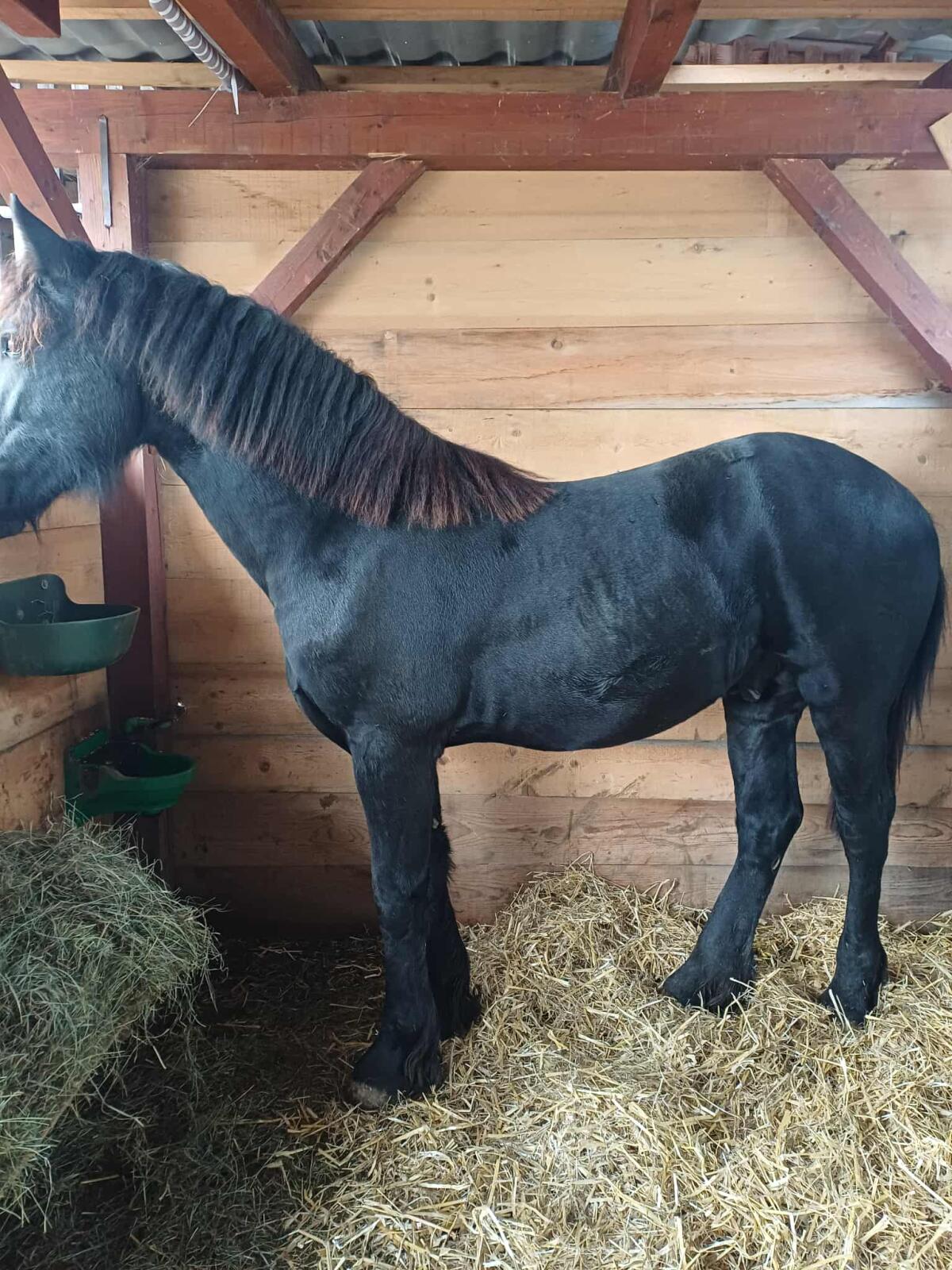 Pferd Friesen Cezar 1