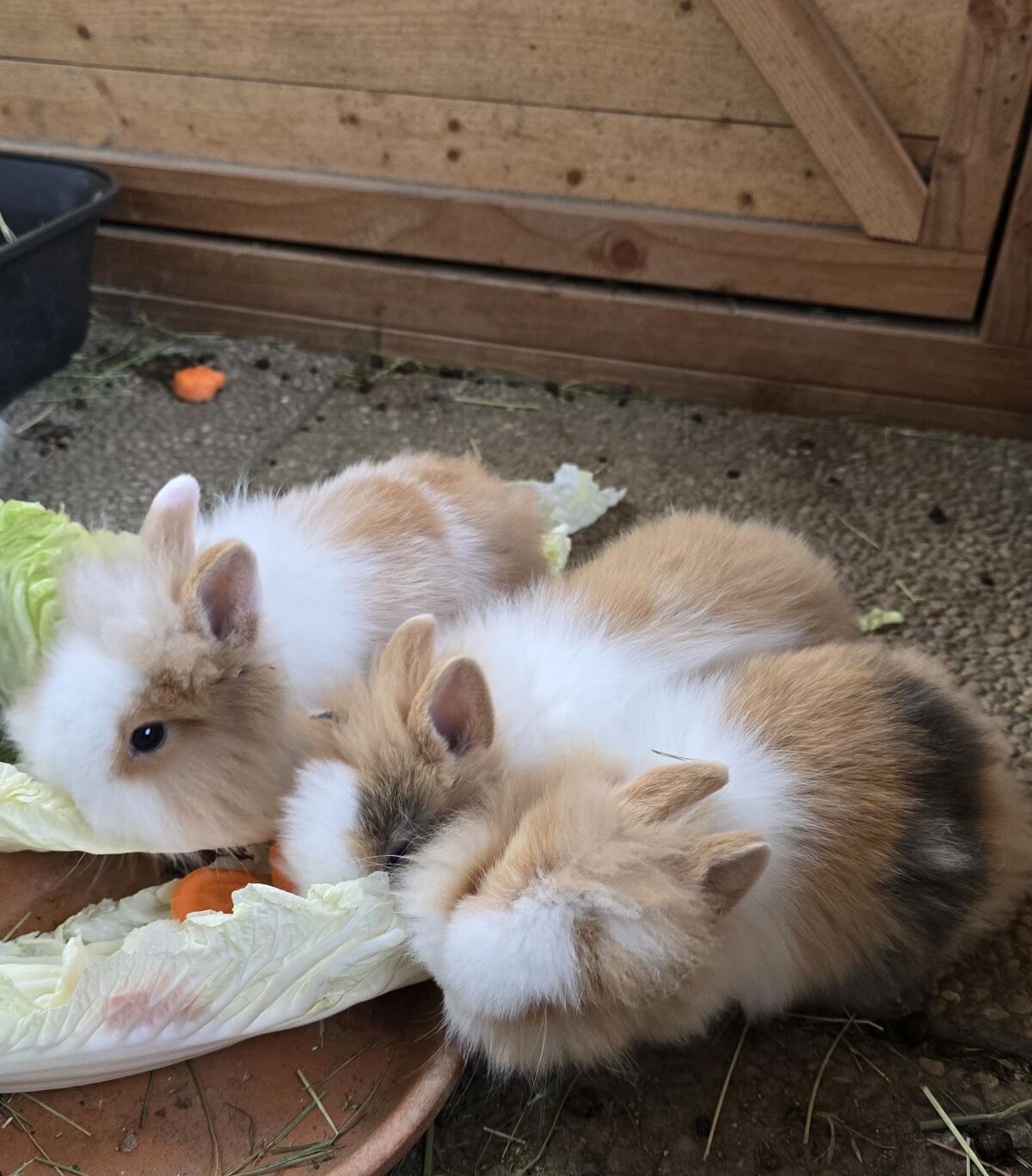 Junge Löwenkopf Zwergkaninchen 2