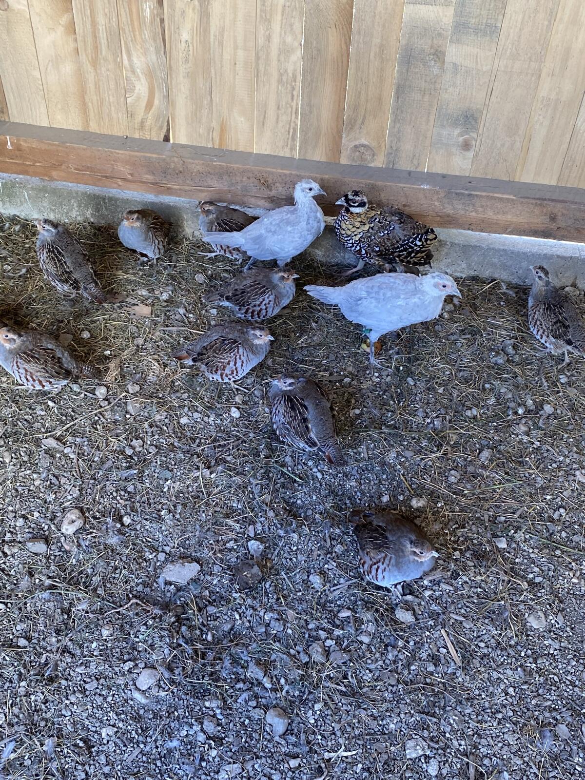 Steinhühner, Rebhühner, Feldwachteln 1