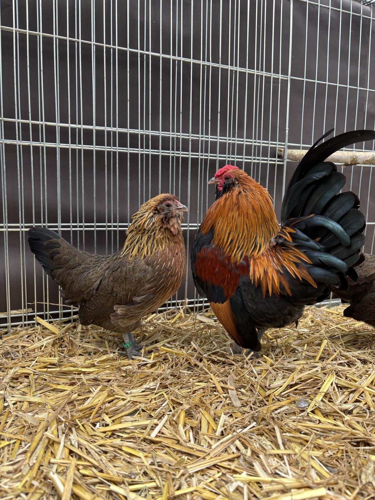 Antwerpener Bartzwerge 1