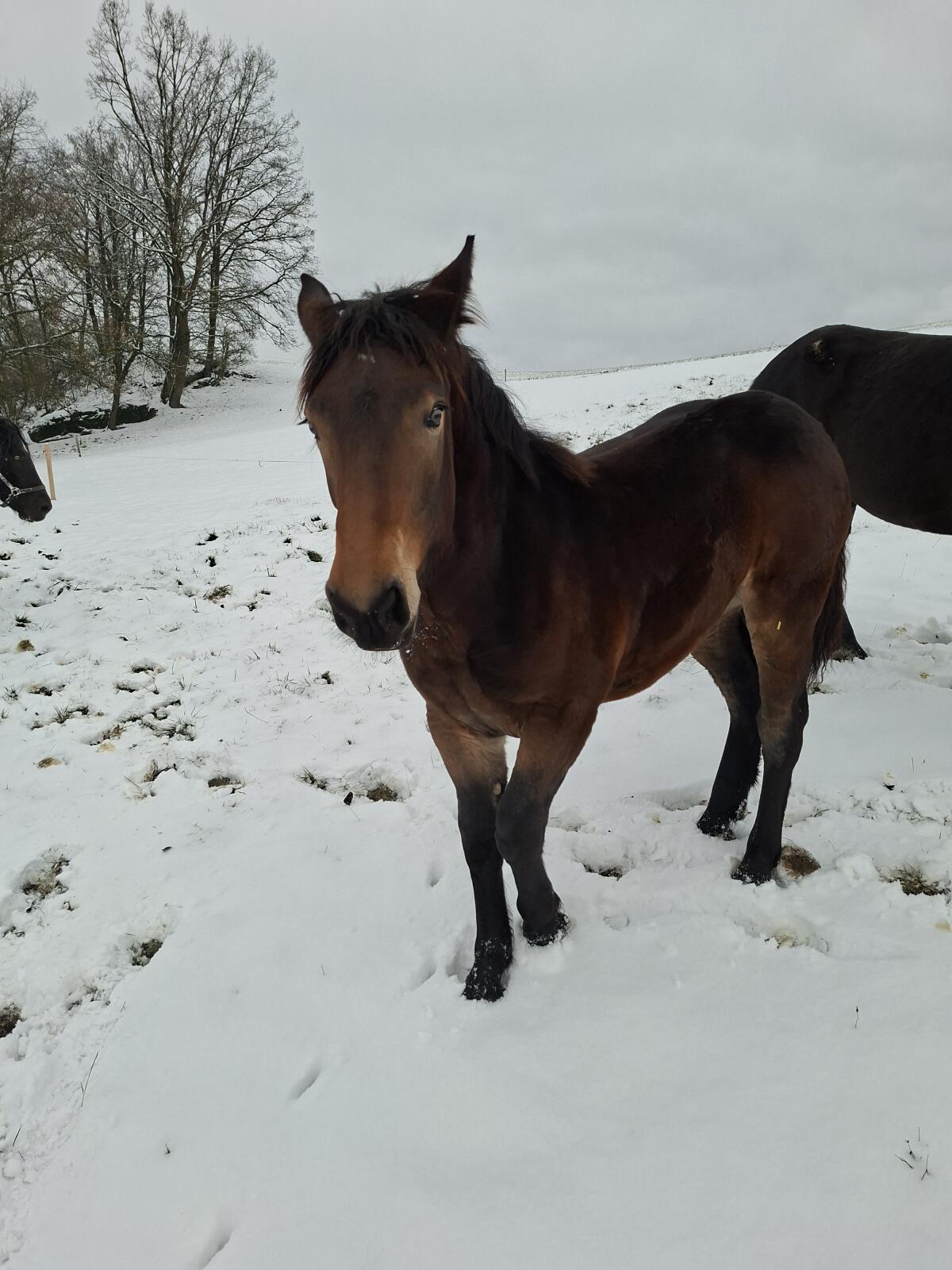 Noriker-Stutenfohlen 3