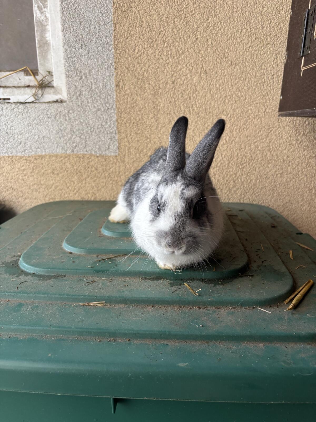 Löwenzahnkopfkaninchen 1