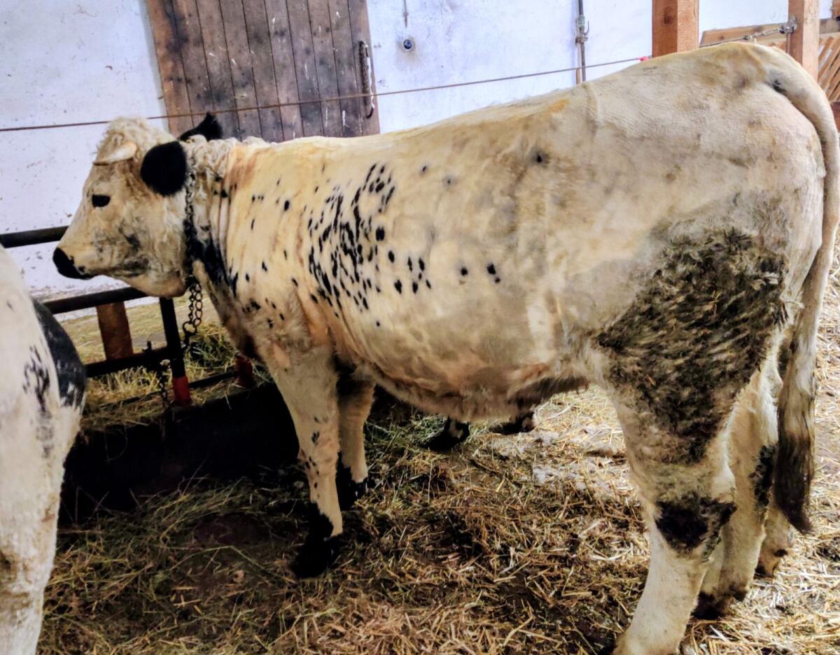 Pustertaler Sprinzen Kalbin trächtig 3