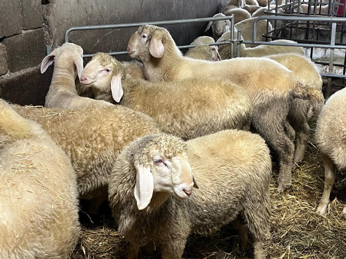 Junge Bergschafwidder 3